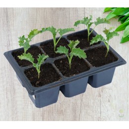 Капуста Зеленое кружево (кудрявая) *6шт