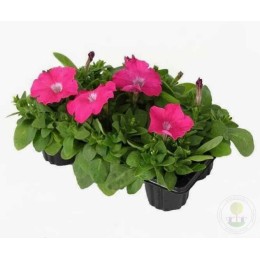 Петуния розовая