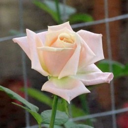 Роза Леди Диана