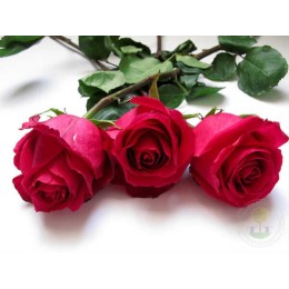 Роза Чери О