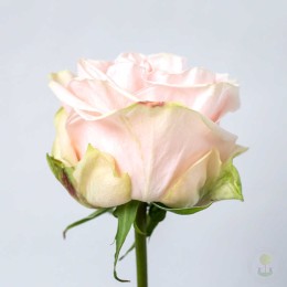 Роза Гарден Спирит