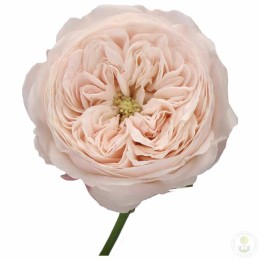 Роза Менсфилд Парк