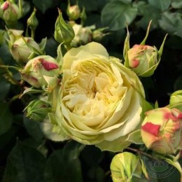 Роза Викториан Брайд