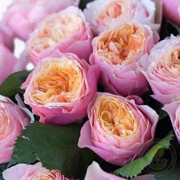 Роза Вувузела Пинк