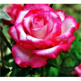 Роза Хайлендер