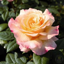 Роза Акварель