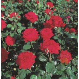 Роза Бургунд 81