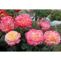 Роза Кордес Юбилее