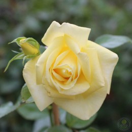 Роза Лимона