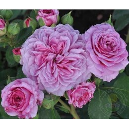 Роза Пинк Фламинго / Фрайла Мария