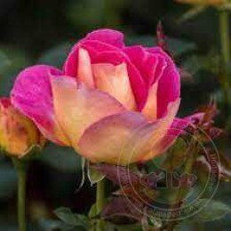 Роза Малейка