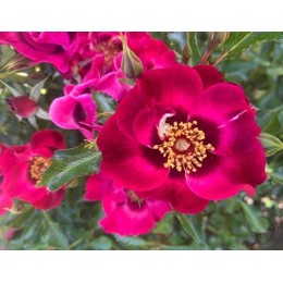 Роза Бэбилон Айз Девил