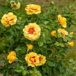 Роза Ориента Айлин