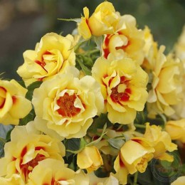 Роза Ориента Айлин