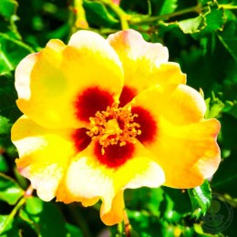 Роза Крим Бэбилон Айз