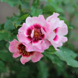 Роза Тренди Бэбилон Айз