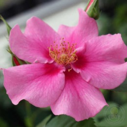 Роза Си Ю ин Пинк