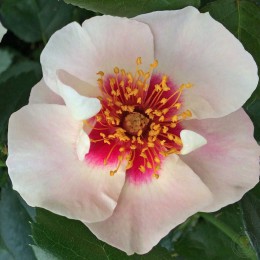 Роза Си Ю ин Ред