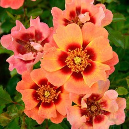 Роза Флэйм Бэбилон Айз