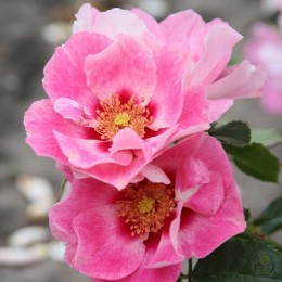 Роза Си Ю ин Розе