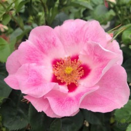 Роза Си Ю ин Розе