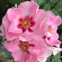 Роза Си Ю ин Розе