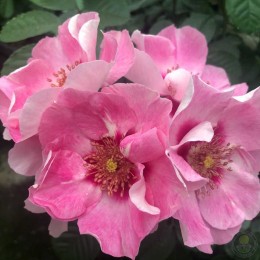 Роза Си Ю ин Розе