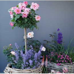 Роза Си Ю ин Розе