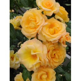 Роза Голд Чарм / Голден Глори