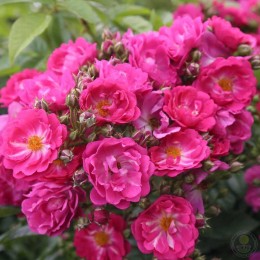 Роза Силуэтта Перфьюми