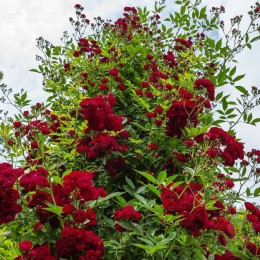 Роза Перенниал Домино