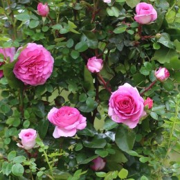 Роза Озеана