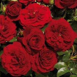 Роза Фарука