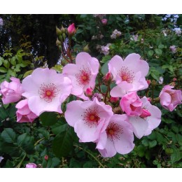 Роза Сюрир д`Изабэль