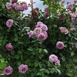 Роза Квиксильвер