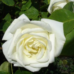 Роза Пол'с Лемон Пиллар