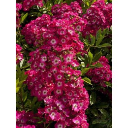 Роза Ред Естудей / Ред Балерина