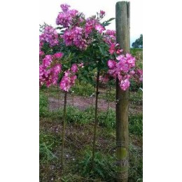 Роза Филь де Сэзон