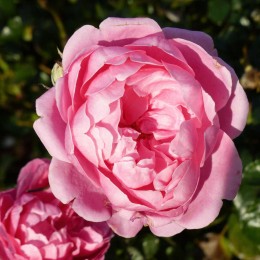 Роза Венера