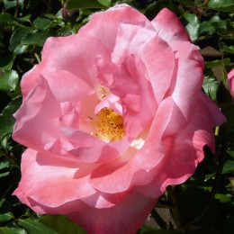 Роза Венера