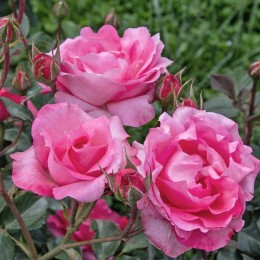 Роза Венера