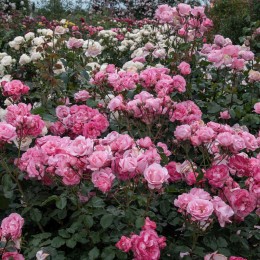 Роза Венера