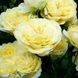 Роза Санлайт Романтика