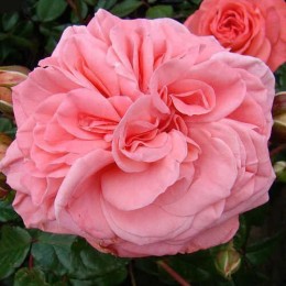 Роза Шакенборг