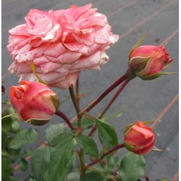 Роза Шакенборг