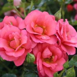 Роза Фламинго