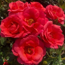 Роза Фламинго