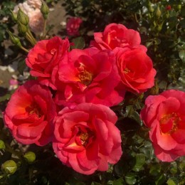 Роза Фламинго