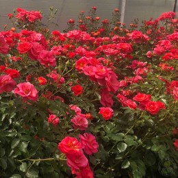 Роза Фламинго