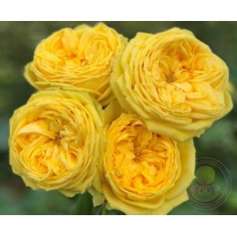 Роза Каталина